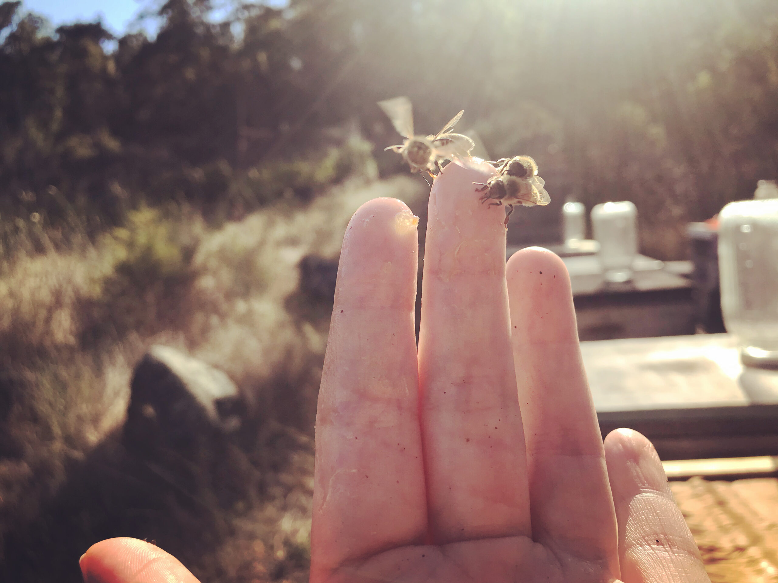 Two honeybees alighting on a Bay Beehives beekeeper's fingertip during a Bay Area apprenticeship lesson