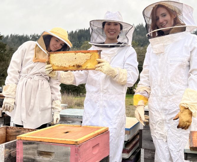 Bay-beehives-corporate-san-francisco