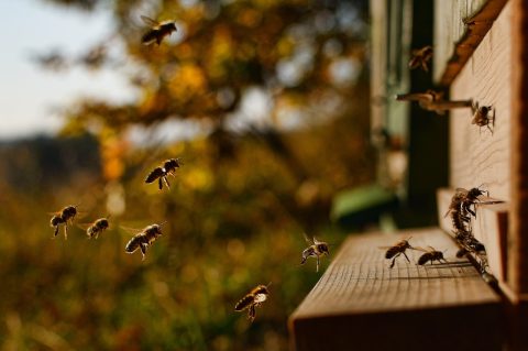 honeybee, a bee flying into the hive, blanokřídlý insects-2860488.jpg