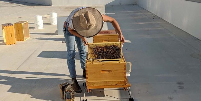 rooftop_beehives_San_francisco